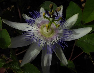 Star of Surbiton Passion Flower, Passionvine, Passiflora 'Star of Surbiton'